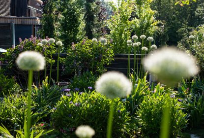 česnek, allium