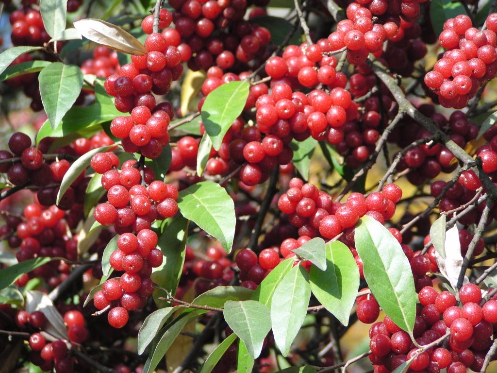 Elaeagnus umbellata Frucht