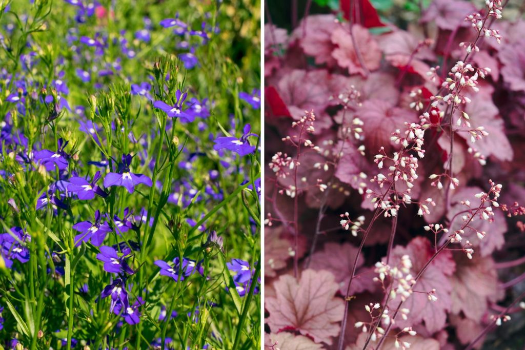 Dluzicha lobelka trvalky