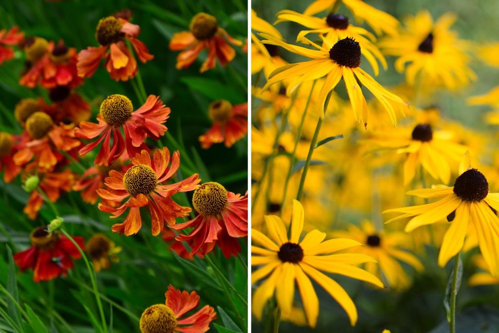 Zaplavak trapatka trvalky