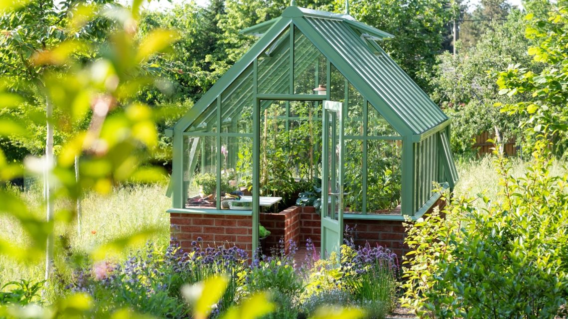 skelnik jedla zeleny