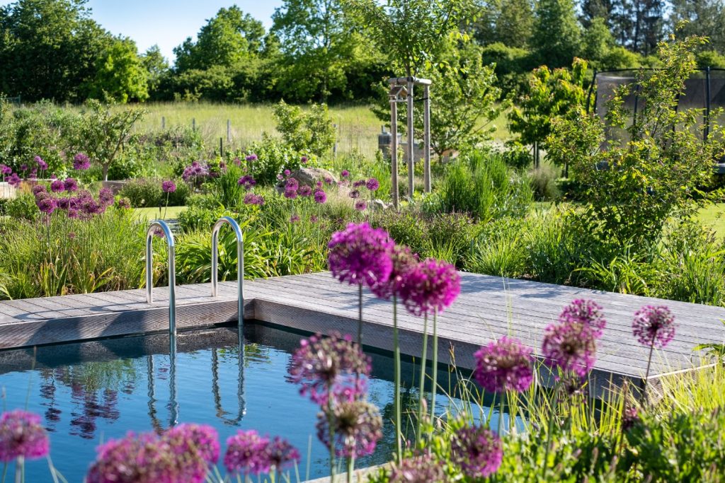 cibuloviny cesneky biotop 2