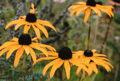 podzimnitrvalky4 podzimnitrvalky4