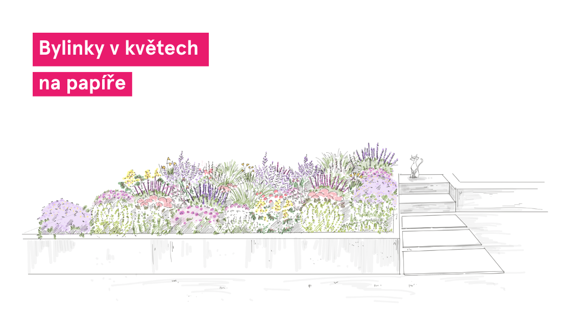 Bylinky v kvetu nakres