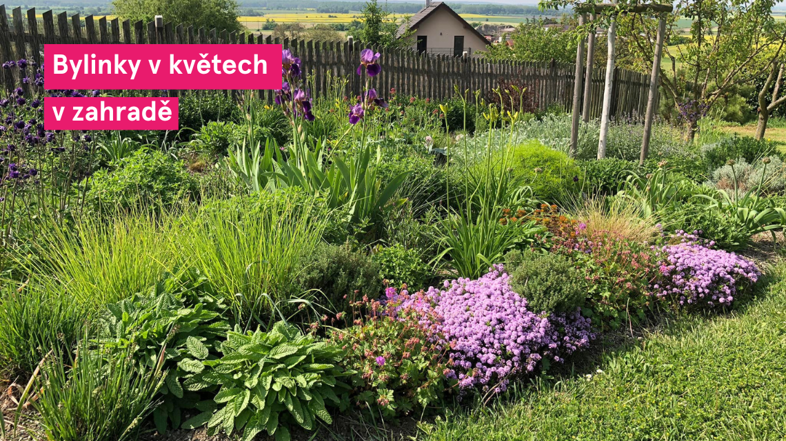 Bylinky v kvetu zahrada