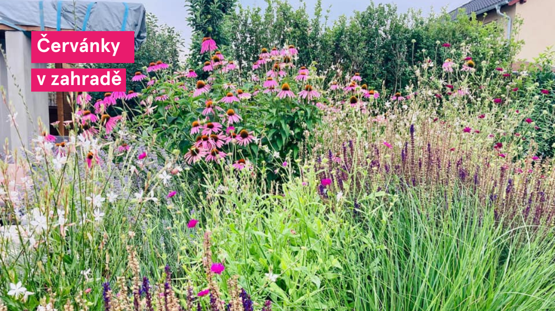 Cervanky zahrada