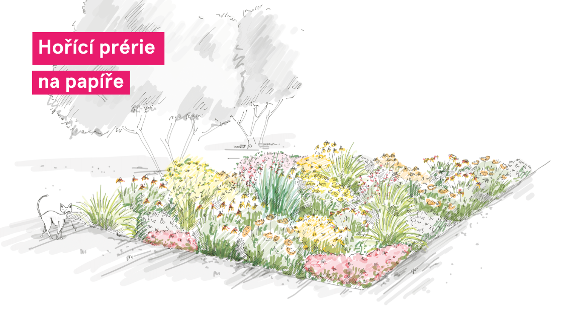 Horici prerie nakres
