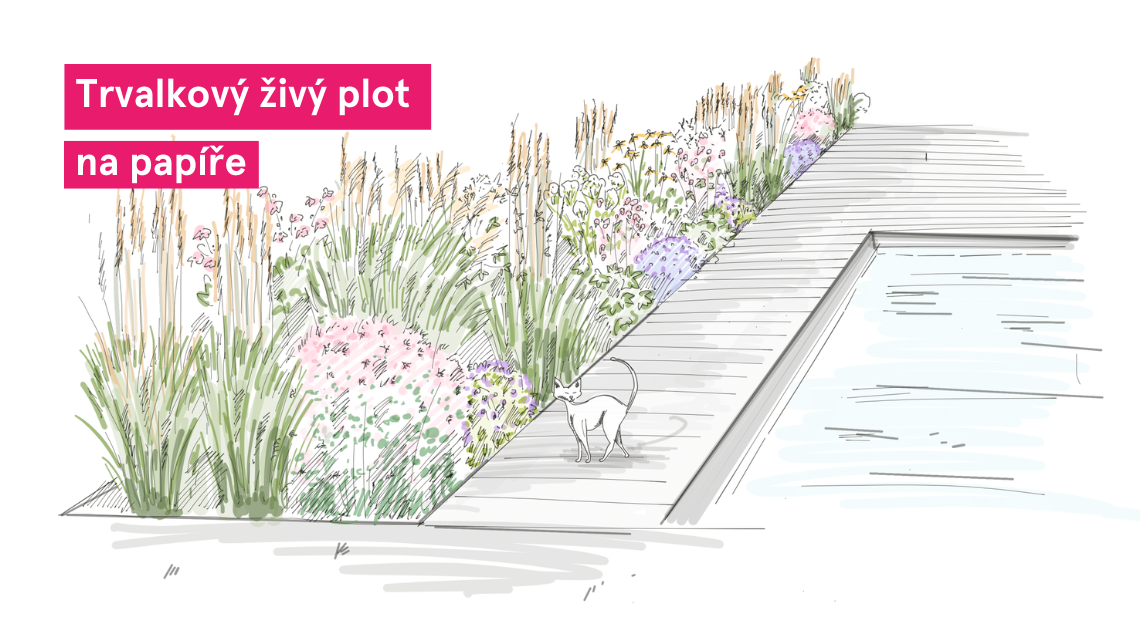 Trvalkovy zivy plot nakres