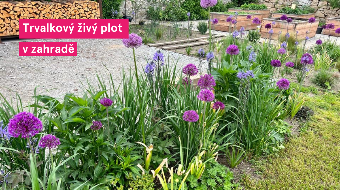 Trvalkovy zivy plot zahrada