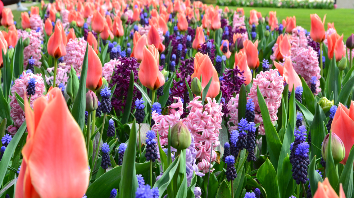 Směs cibulovin Have Pleasant Dreams, JUB Holland