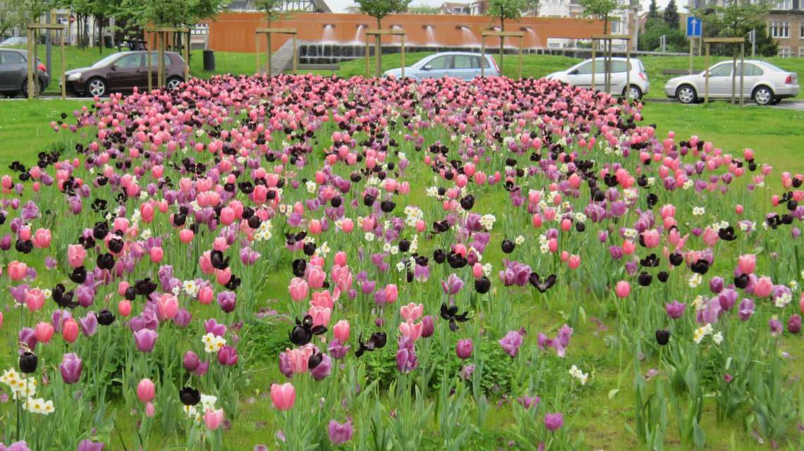 Směs cibulovin Quiet Contrast, JUB Holland