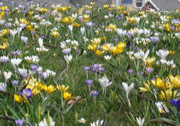 Směs cibulovin Tynaarlo, JUB Holland