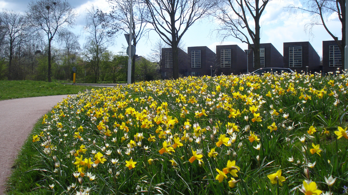 Směs cibulovin Tynaarlo, JUB Holland