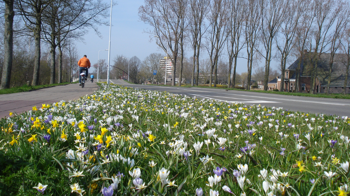 Směs cibulovin Tynaarlo, JUB Holland