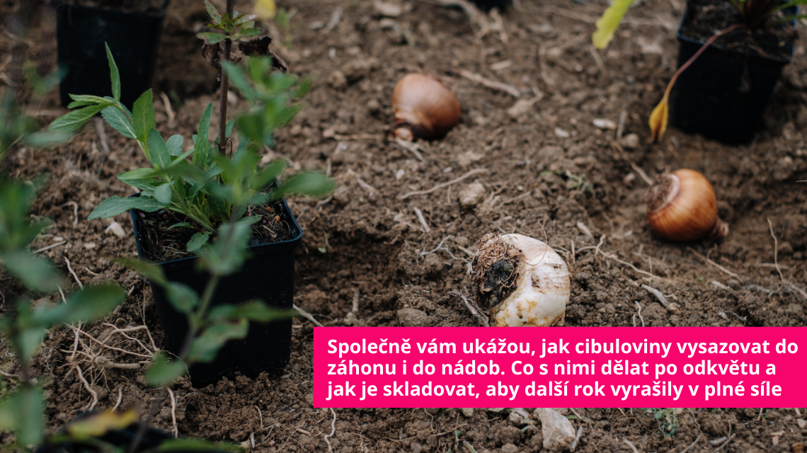 Workshop cibuloviny se zahradním designérem Ferdinandem Lefflerem