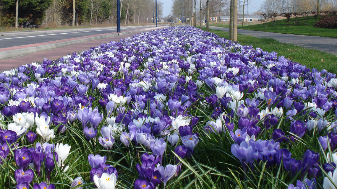 Cibuloviny Haarlem 1