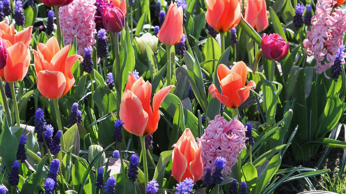 Cibuloviny Have pleasant dreams 1