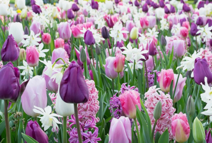 Cibuloviny Purplish 1