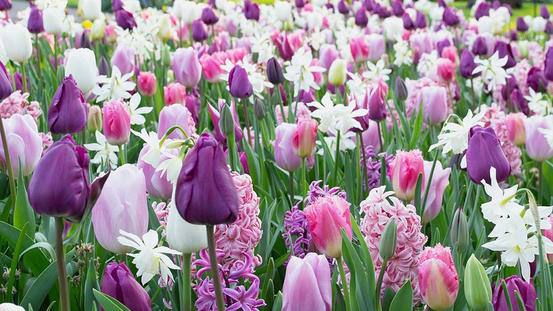 Cibuloviny Purplish 1