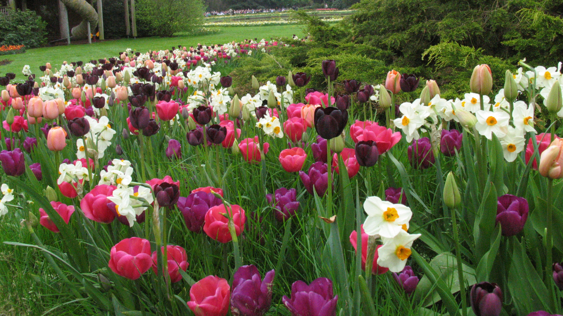 Cibuloviny Quiet contrast 1