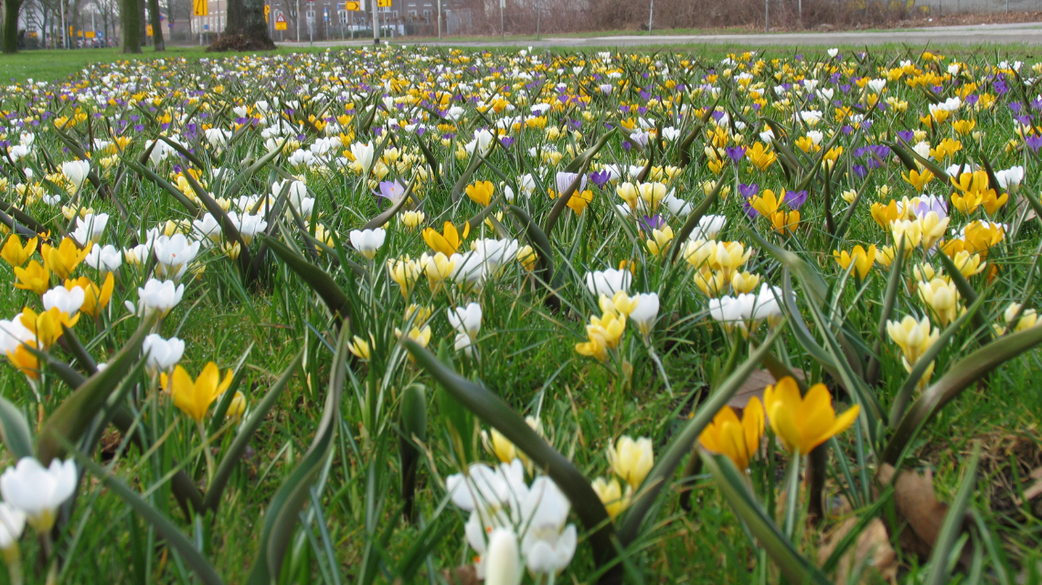 Cibuloviny Tynaarlo 1