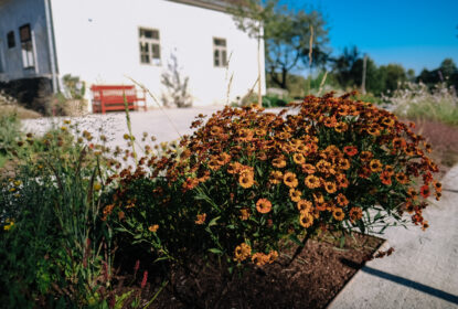 baldynka workshop web 16