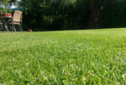 sena travnik ilustracni e1770203180650