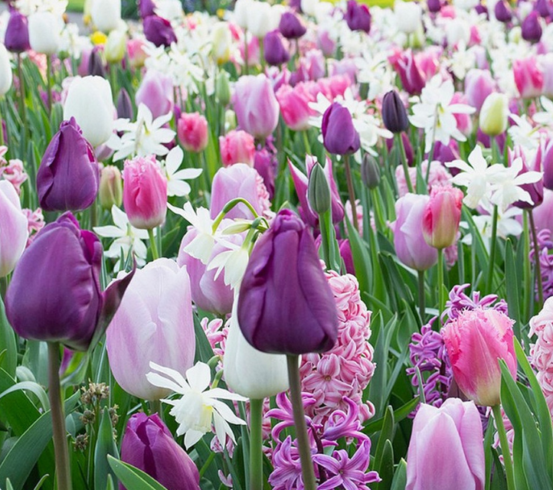 Cibuloviny Purplish 1 795x490 1 e1773834195898