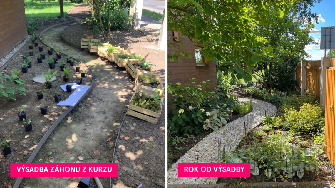 zijte zahony pred po 1