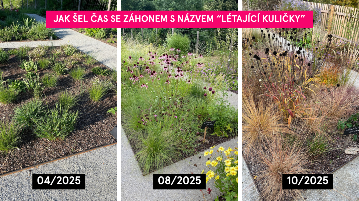 zijte zahony pred po 4